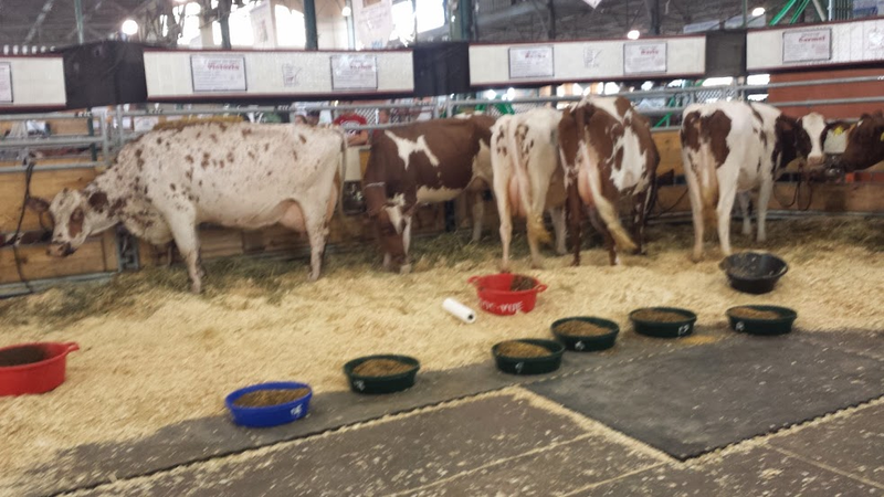 Illustration for article titled Cows at the Fair - I'm Famous and Exhausted